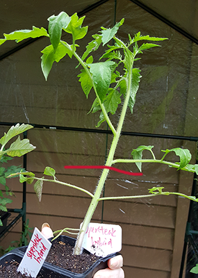 planting-tomatoes-sm.png