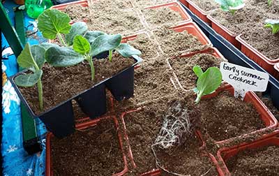 Transplanting squash