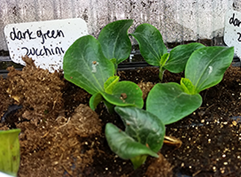 Zucchini seedlings