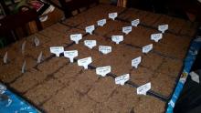 Seeds all ready to go