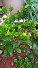 Buds on my gardenia