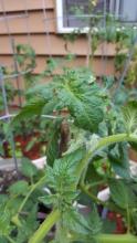 Tomato flower buds