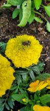 Marigolds