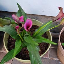 Calla lilies