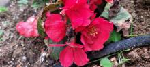 Begonia