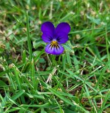 Growing wild in the yard