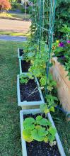 Cucumbers