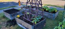 Plants in the new beds have started taking off