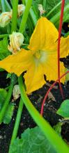 Squash flower