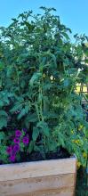 Tomatoes, flowers, and cucumbers