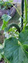 Cucumber