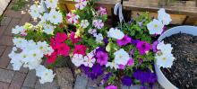 Petunias