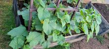 Cucumbers have gone nuts in their new location