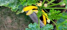 Yellow squash