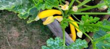 Yellow squash