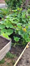 Pumpkins and cucumbers