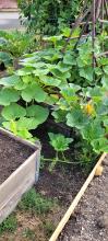 Pumpkins and cucumbers