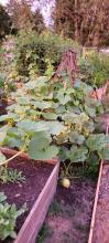 Lots of tomatoes - can't wait til they're ripe