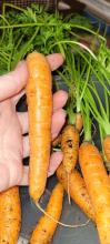 Carrots