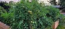 Tomatoes are starting to ripen