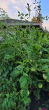 Tomatoes