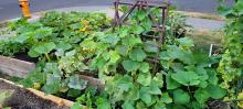 Cucumbers and pumpkins