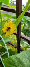 Cucumber flower