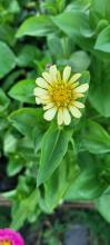 Zinnia