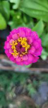 Zinnia