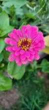 Zinnia