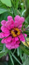 Zinnia