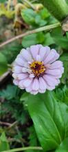 Zinnia