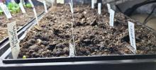 Seedlings