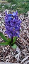 Hyacinth