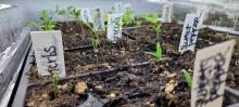 Seedlings