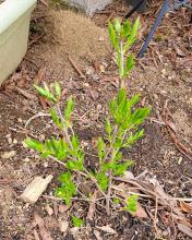 Lilac bush