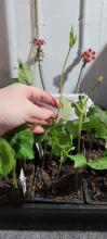 Scarlet runner beans