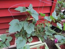 Decorative gourds