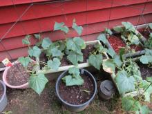 Cucumbers and some squash